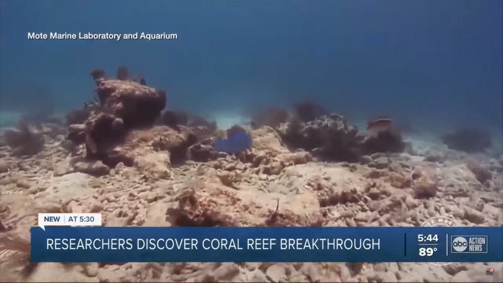 Mote Researchers Discover Coral Reef Breakthrough - The Suncoast News ...