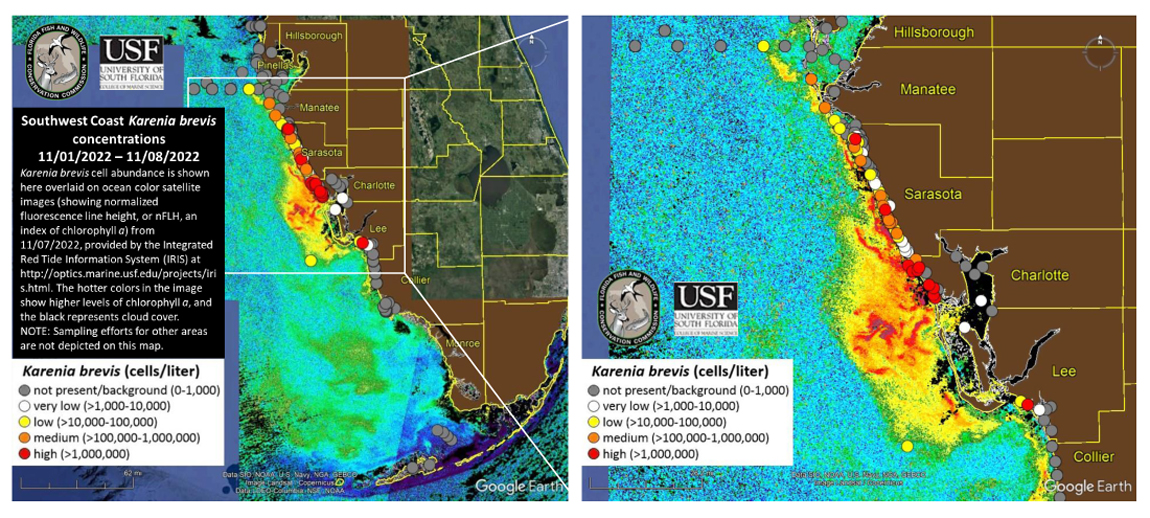 FWC red tide update 11.10.22 - The Suncoast News & Scoop