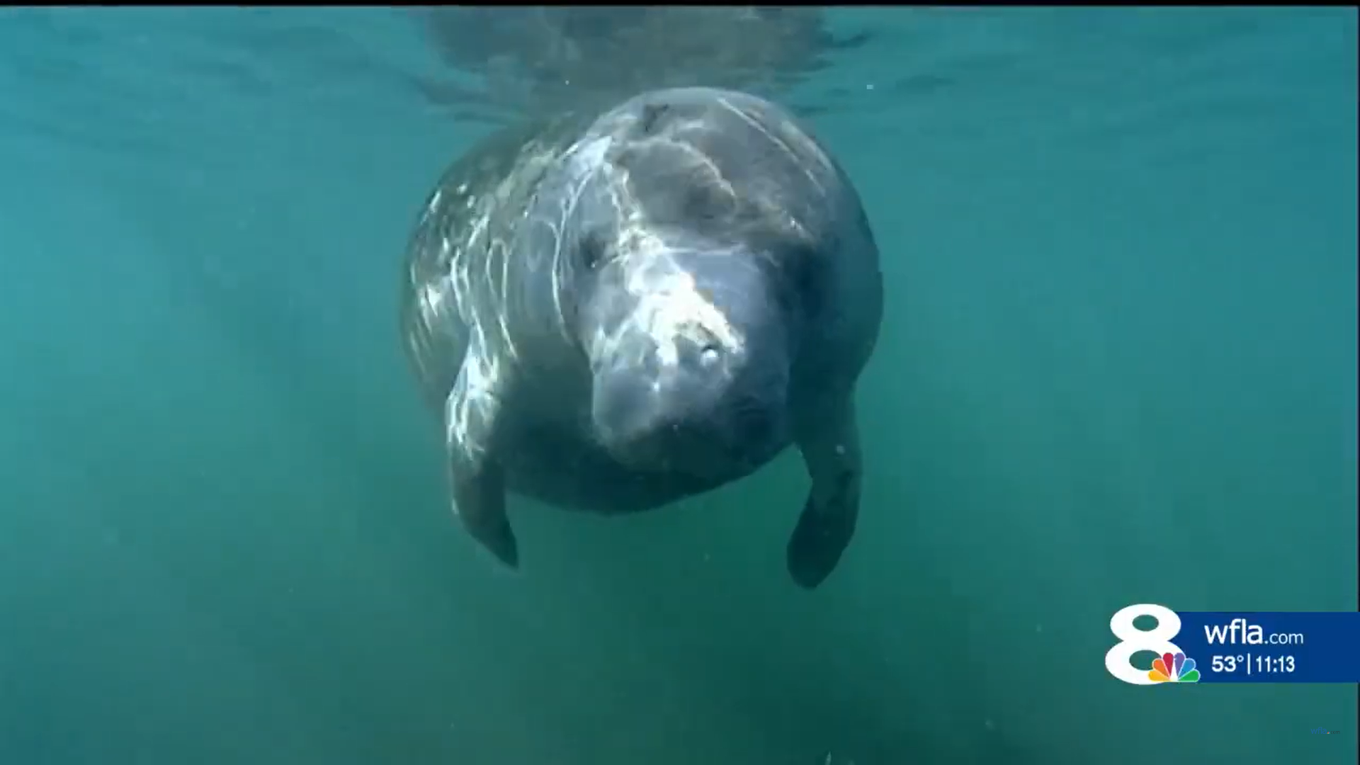 Florida wildlife officials plan to feed wild manatees for second year