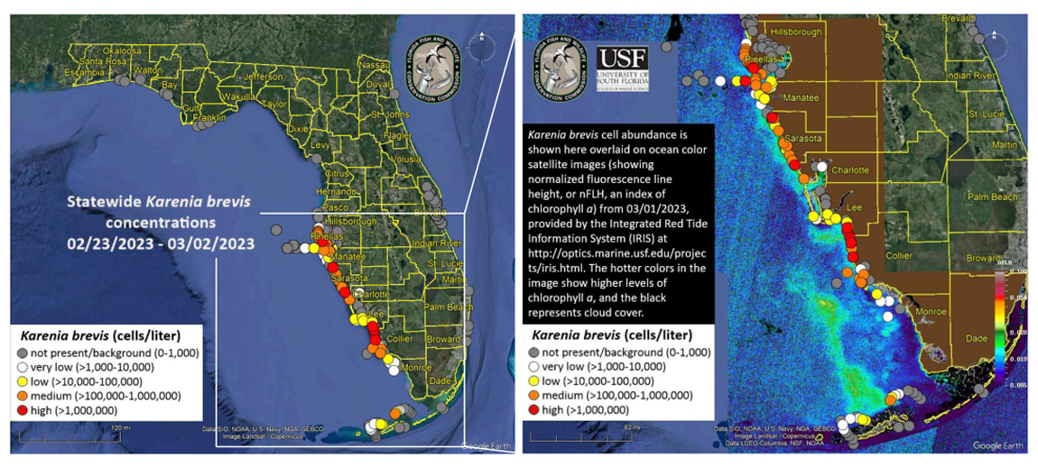 Red Tide Current Status 3.3.23 The Suncoast News & Scoop