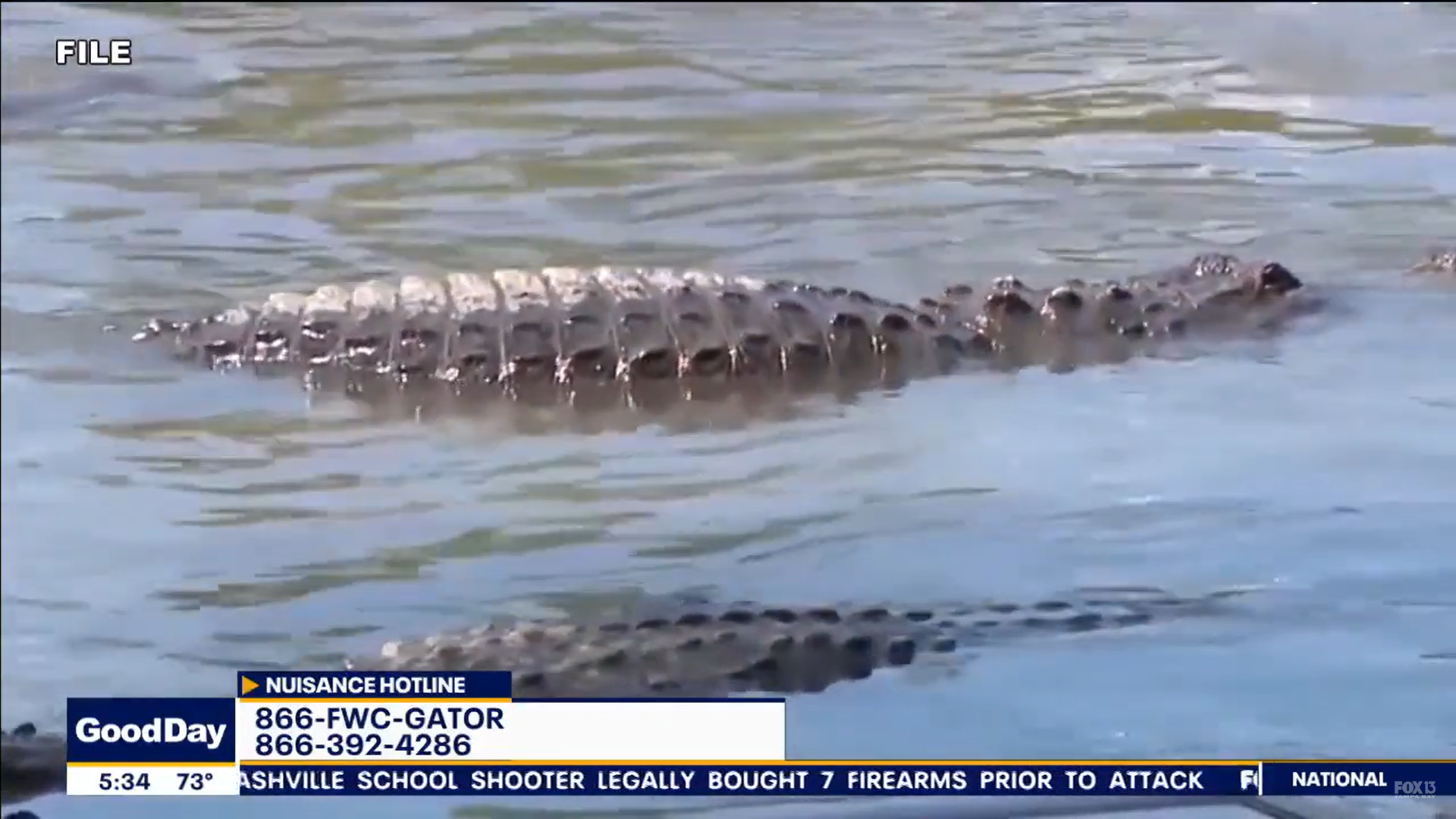 Alligator mating season is days away, but the gators are already up and ...