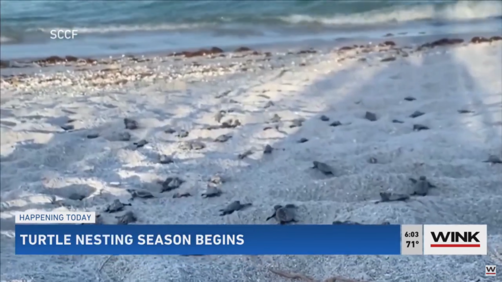 Sea Turtle Nesting Season Begins In Southwest Florida The Suncoast News And Scoop 