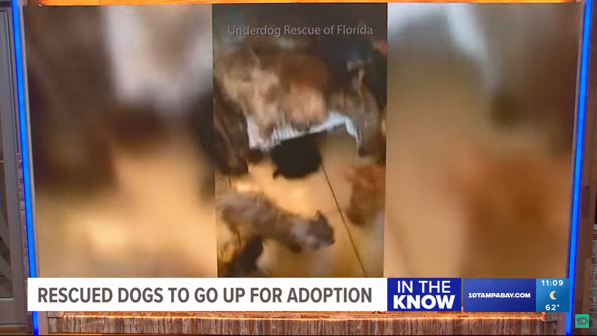 Dozens of dogs rescued from Miami hoarding situation to go up for ...