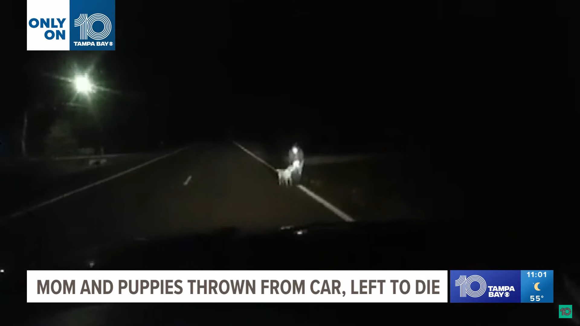 Florida rescue searches for owner after dog, her puppies thrown from a ...