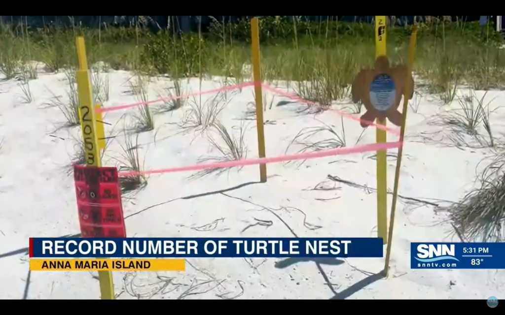 Maria Turtle Anna Maria Island breaks record for turtle nesting after 40 years - The ...