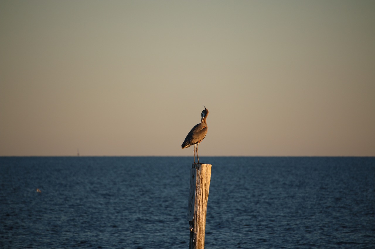 Gulf of America Trump says he plans to rename Gulf of Mexico The