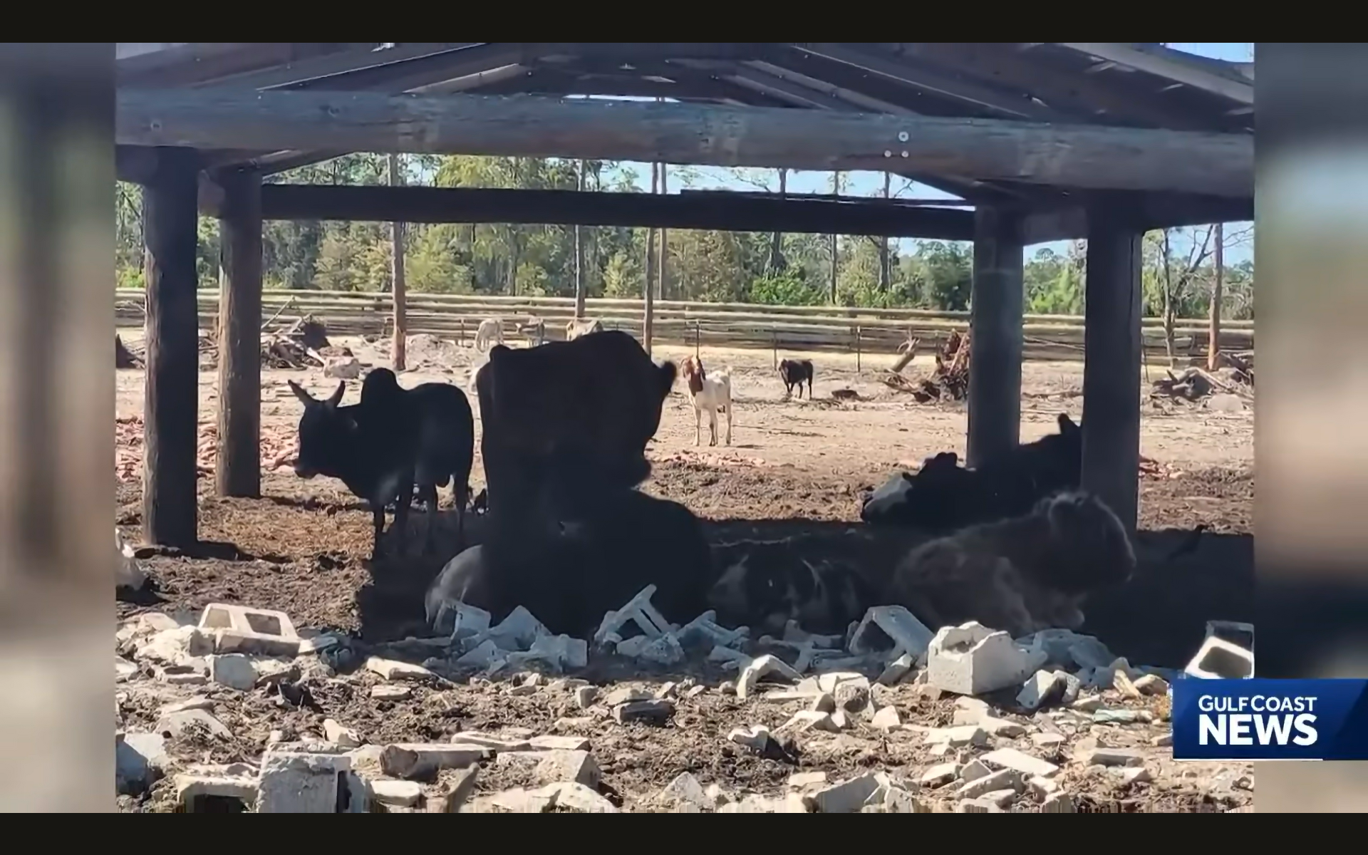Man arrested after hundreds of neglected, abused animals found on ...