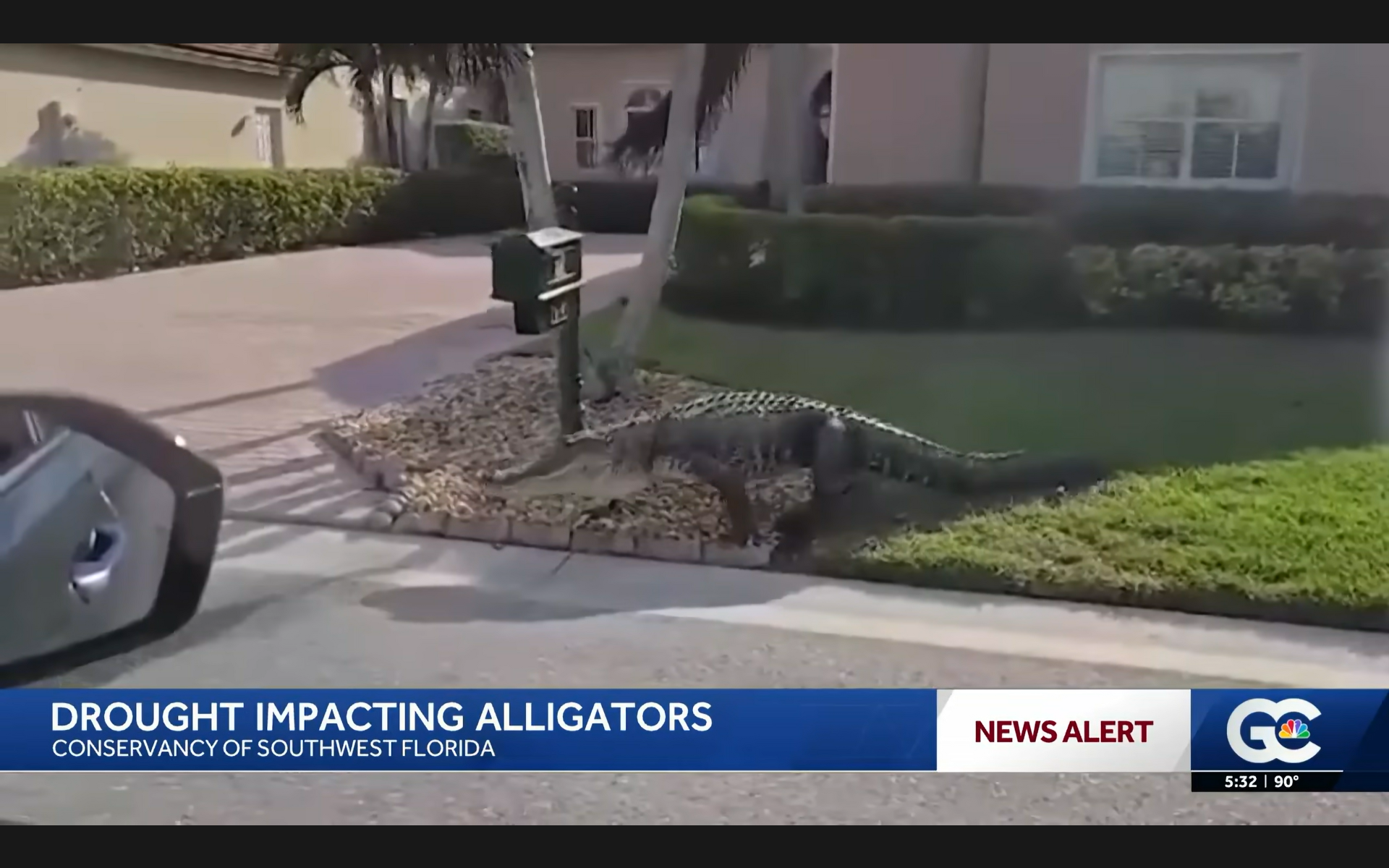 How Gulf Coast drought conditions are impacting wildlife - The Suncoast ...