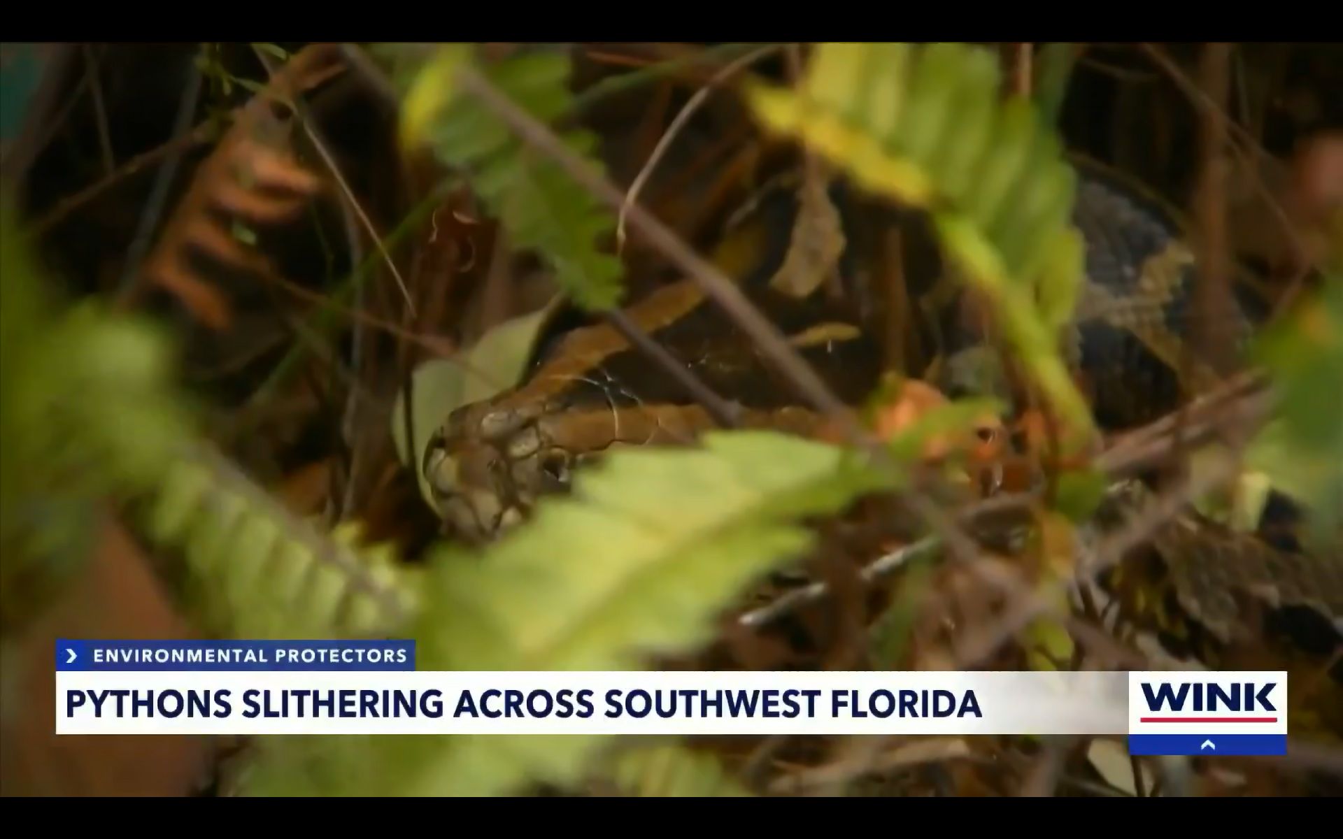 Charlotte County residents alarmed by python sightings near homes - The ...
