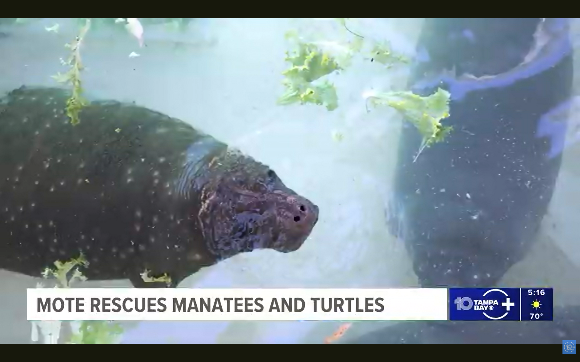 3 manatees and 25 turtles recover at Mote Marine Laboratory after cold ...