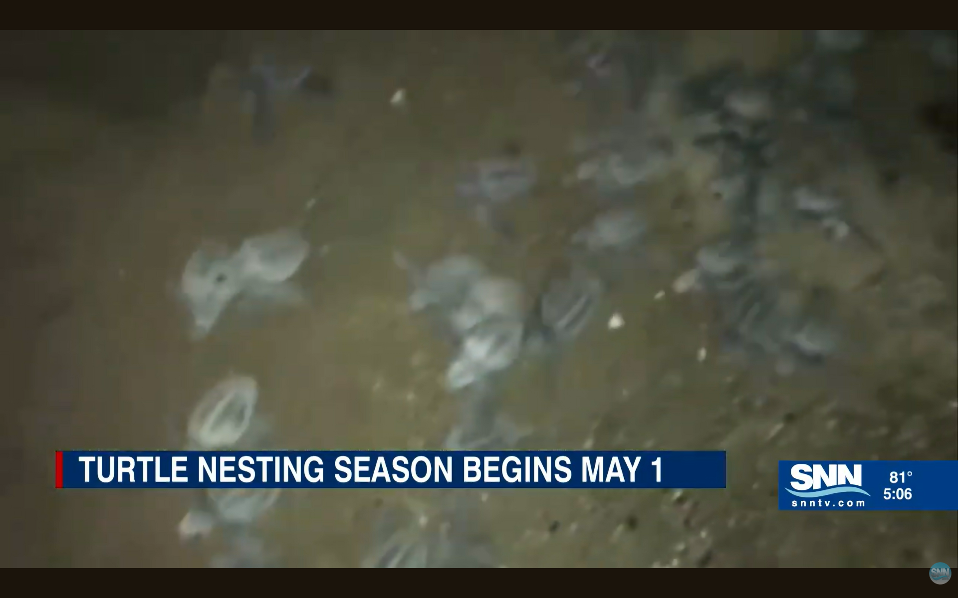 Sea turtle nesting season begins May 1; here’s how to keep our turtles ...