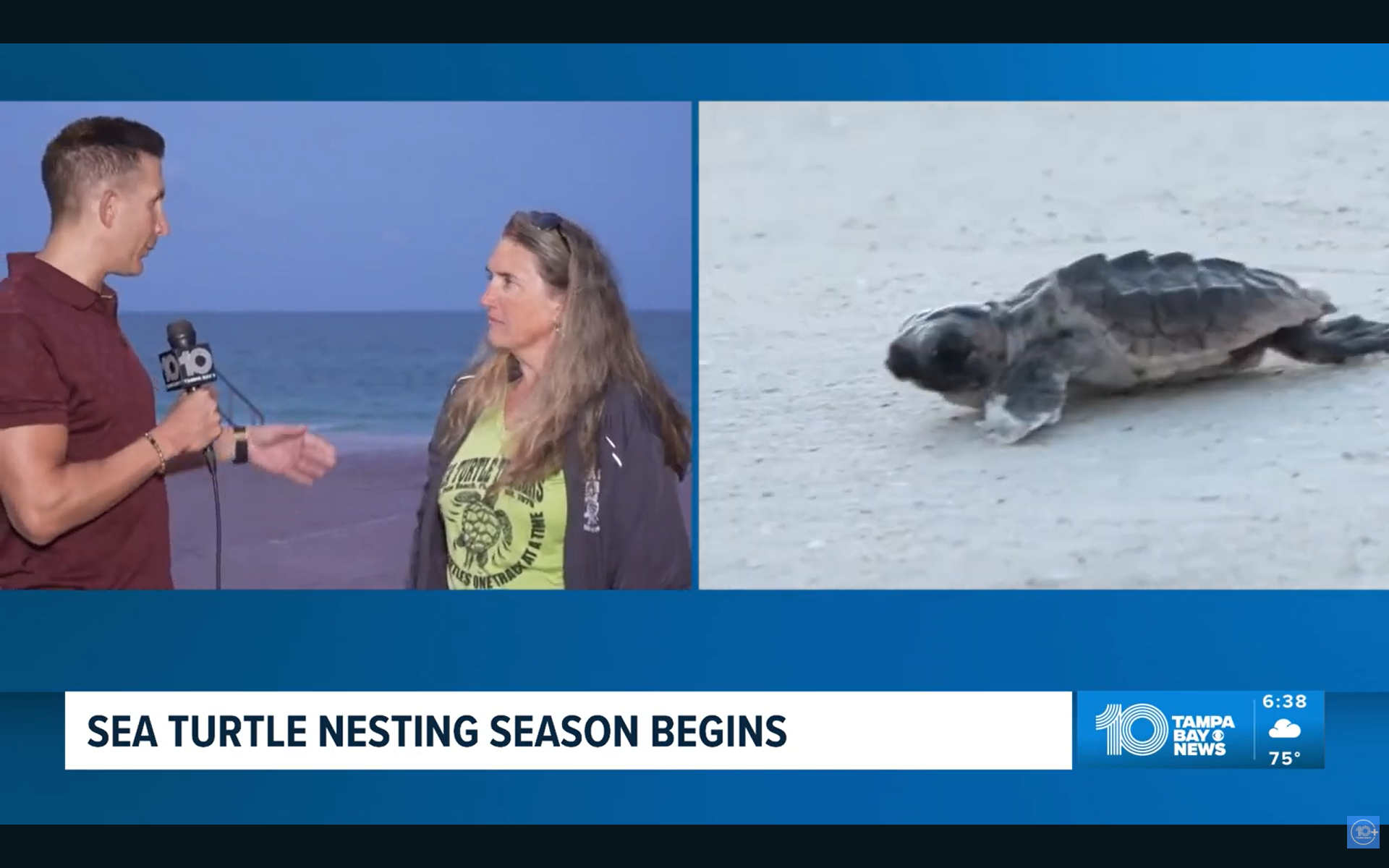 Sea turtle nesting season begins today - The Suncoast News & Scoop